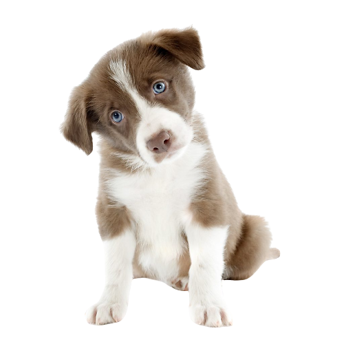 collie-puppy-white-background-10