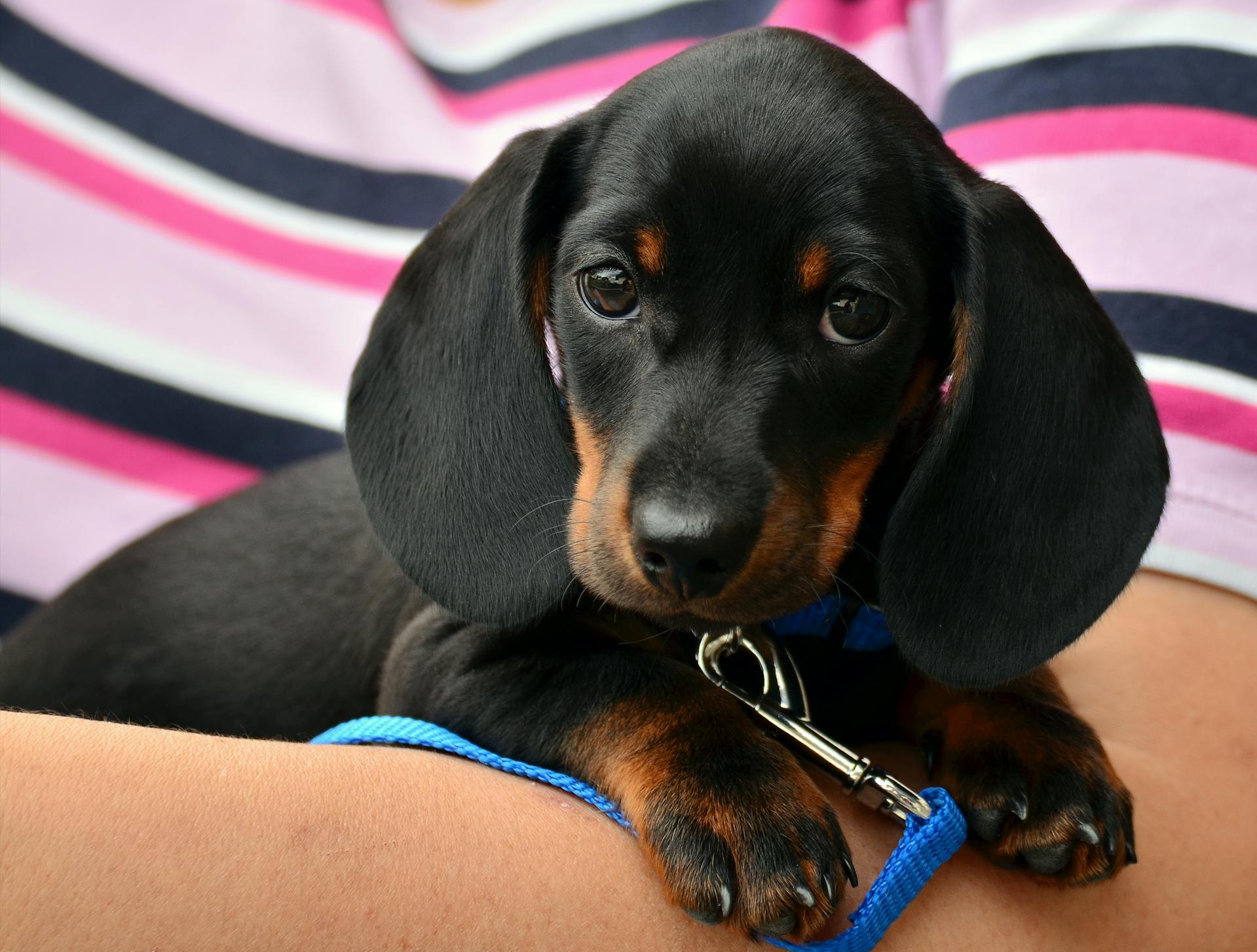 Dachshund Puppies For Sale in Las Vegas