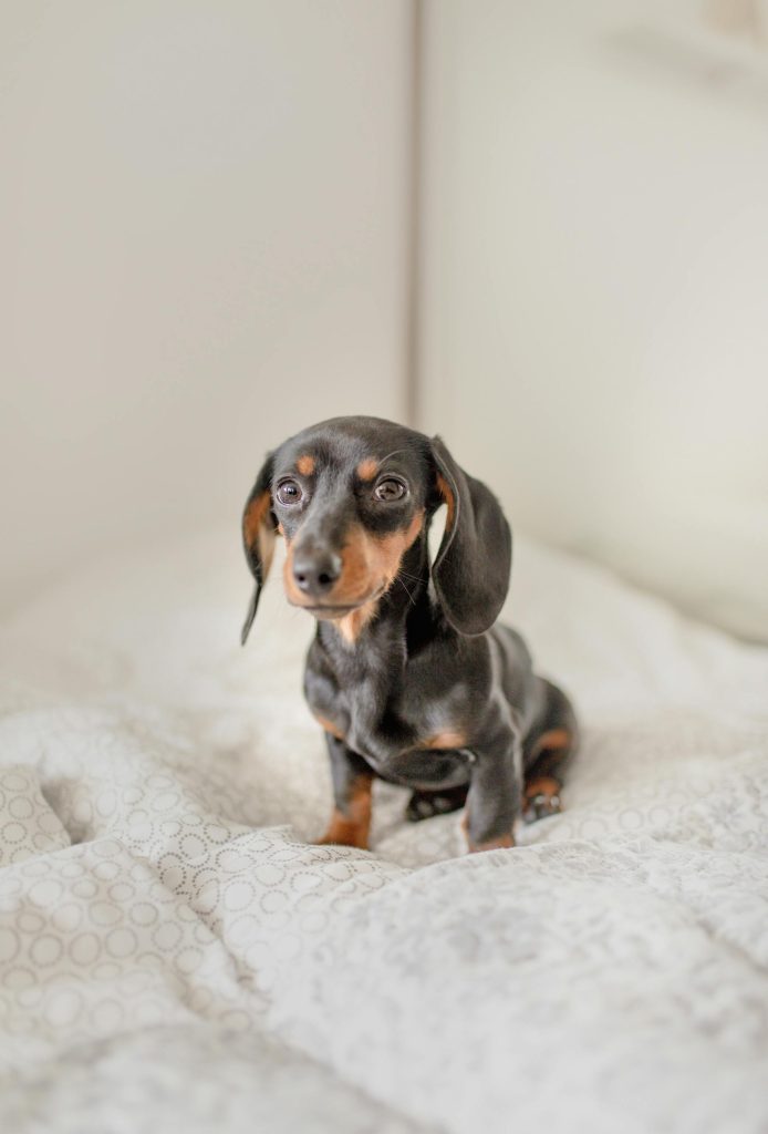 Dachshund Puppies For Sale in Las Vegas