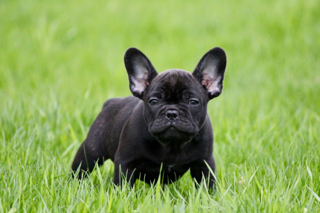 Frenchie Puppies For Sale in Las Vegas