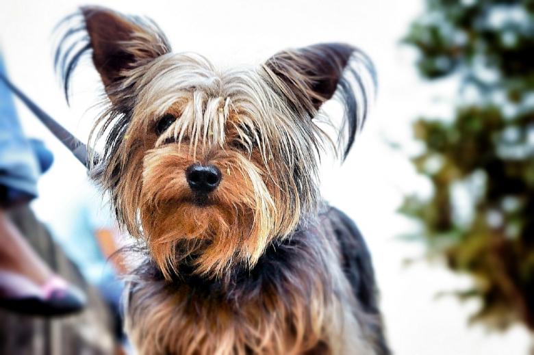 Yorkshire Terrier Puppies For Sale in Las Vegas