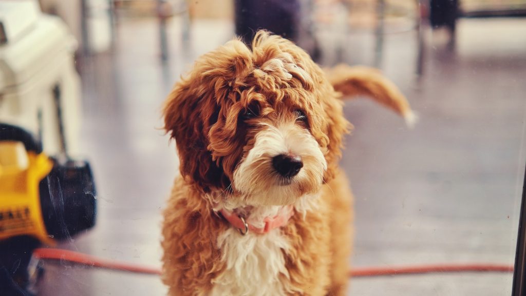 Goldendoodle Puppies For Sale in Las Vegas