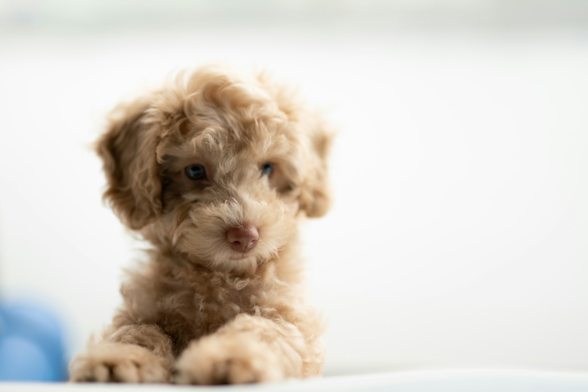 Goldendoodle Puppies For Sale in Las Vegas