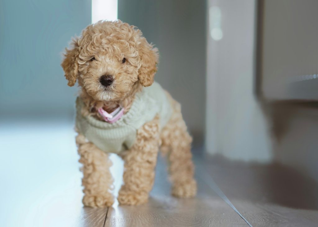 Poodle Puppies For Sale in Las Vegas