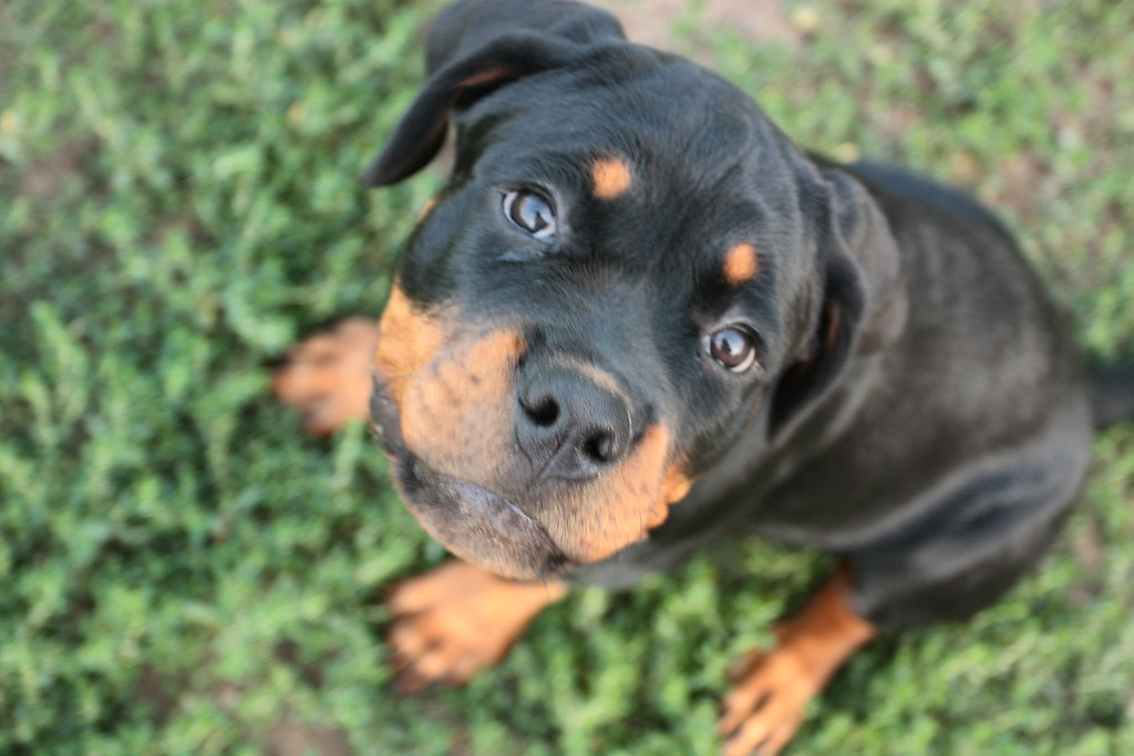 Rottweiler Puppies For Sale in Las Vegas