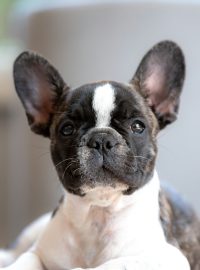 Frenchie Puppies For Sale in Las Vegas