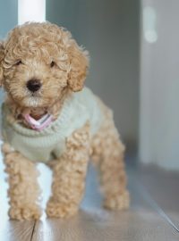 Poodle Puppies For Sale in Las Vegas