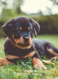 Rottweiler Puppies For Sale in Las Vegas