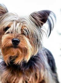Yorkshire Terrier Puppies For Sale in Las Vegas